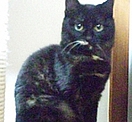[写真1]  黒トラ 2010年8月頃生まれ メス 3800