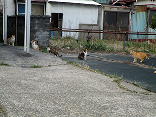 古い街並みで暮らす猫たち