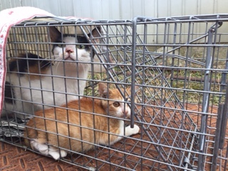 燕市工場跡の廃屋で暮らす猫たち