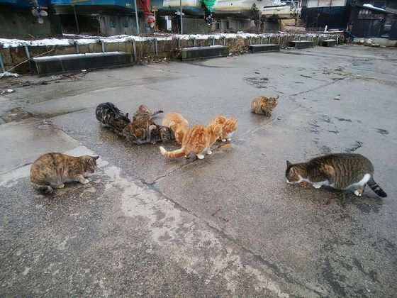 漁港の猫たち