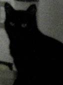 黒猫以外の保護された５匹の猫たち 5